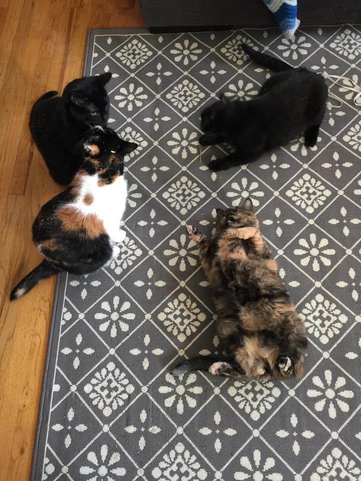 the cats have assembled
